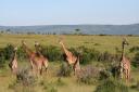 Girafes