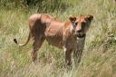 Lionne