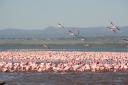 Flamands