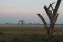Arbres