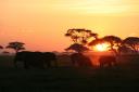 elephants