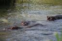 Hippo